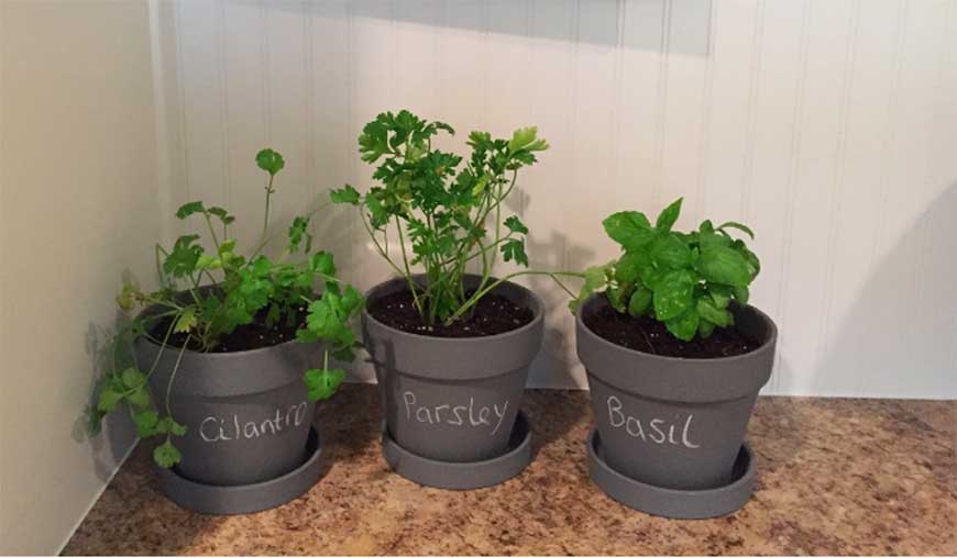 cilantro, parsley and basil plants