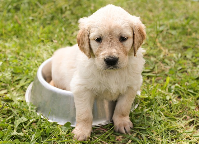 cute puppy in water bowl