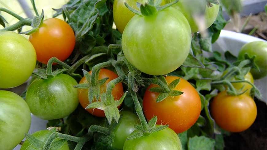 tomatoes grown indoors